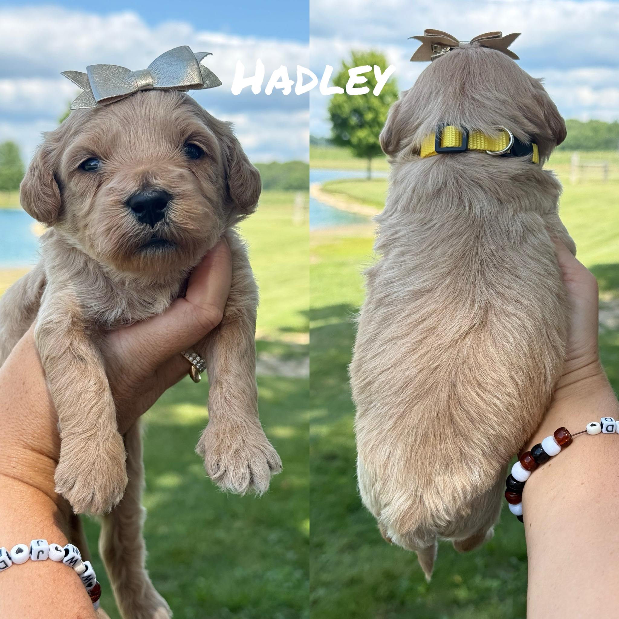 Hadley (Yellow Collar) 1